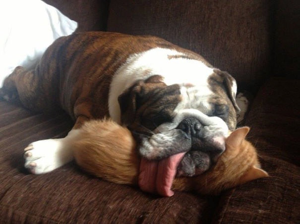 21-dogs-being-assholes