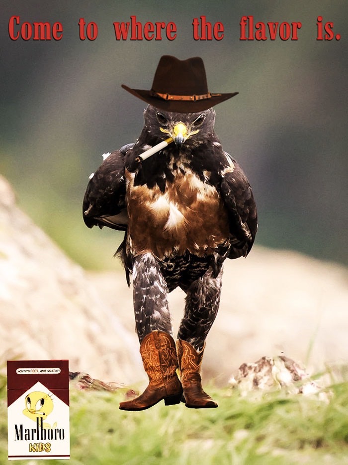 ad-funny-hawk-photoshop_med_hr-34