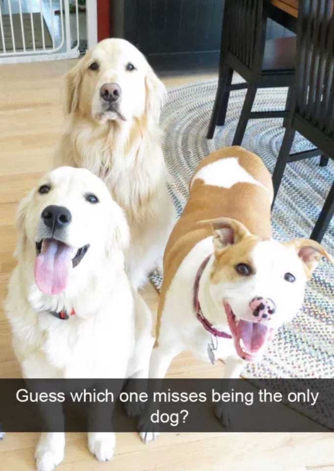 computer-dog-meme-7_med_hr