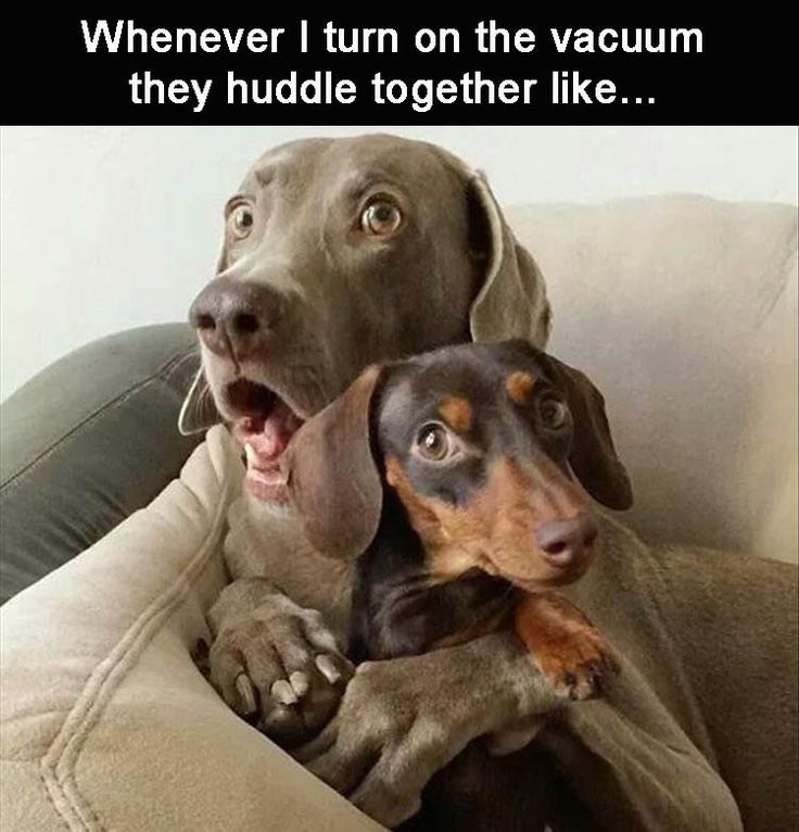 funniest-dog-memes-1_med_hr