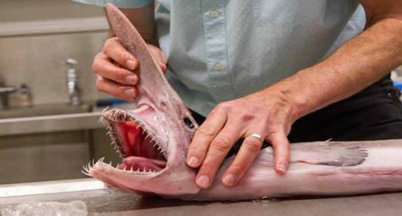 rare-goblin-shark-australia med hr (1)